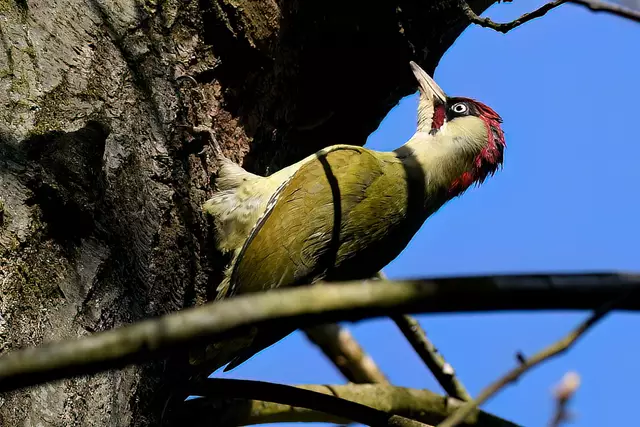 Foto: Copyright Andreas Schäfer