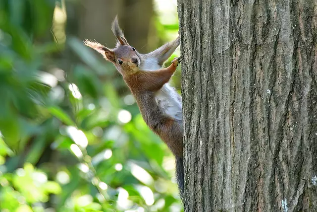 Foto: Copyright Andreas Schäfer