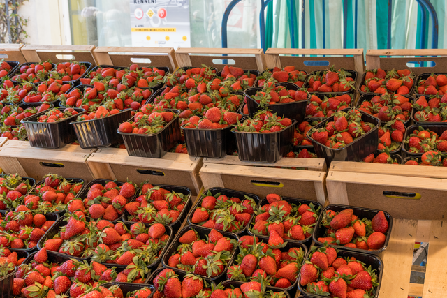 Judika-Markt 2025 in Friedberg/Bayern | Foto: FSeventfoto