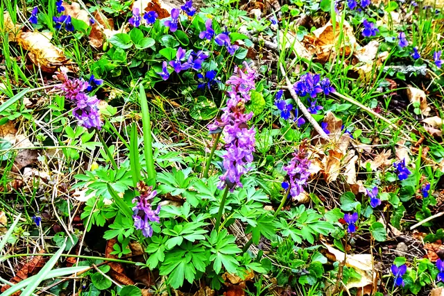 Hohler Lerchensporn mit Veilchen