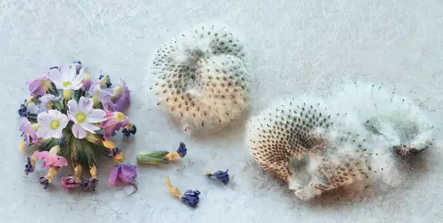 Welke 'Kugelprimel' (Primula denticulata) und Samen der Schein-Anemone (Anemonopsis macrophylla)
