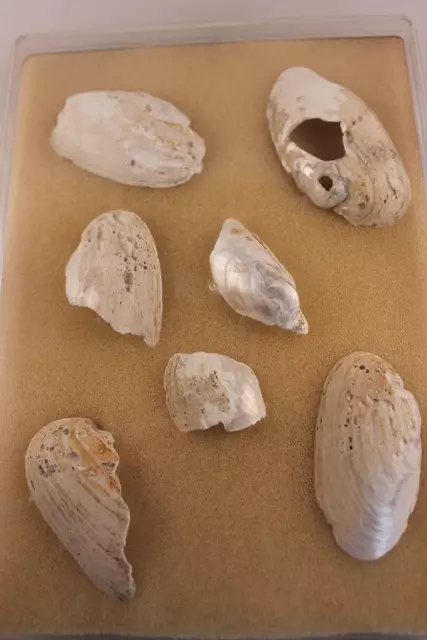 Edermuscheln von Burg Hatzfeld