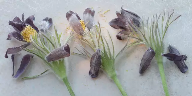Verblühte 'Küchenschelle' (Pulsatilla vulgaris)