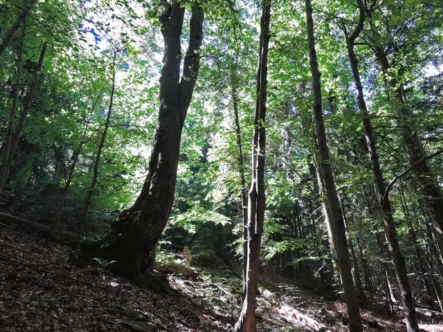 Optimal für ein vitales Baumwachstum ist ein gesunder Waldboden. Wo er nicht naturgegeben vorhanden ist, helfen Stärkungsmittel wie Waldleben, Boden und Wachstumsbedingungen zu verbessern.
 | Foto: DJD/www.waldleben.eu