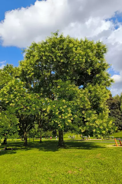 Schattenspender, Sauerstofflieferant und Habitat für verschiedenste Tiere und Kleinlebewesen: Ein großer alter Baum erfüllt viele Aufgaben.
 | Foto: DJD/www.waldleben.eu
