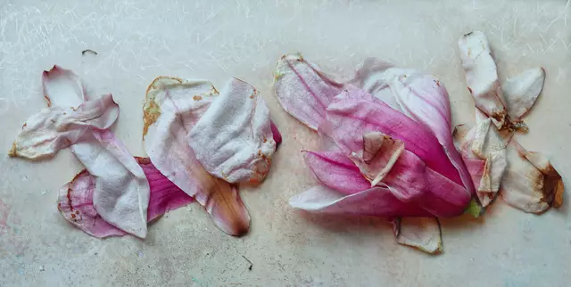 Übrigens: Die dickfleischigen und tulpenförmigen Blüten öffnen sich von April bis Mai, noch bevor der Baum seine Laubblätter ausbildet.