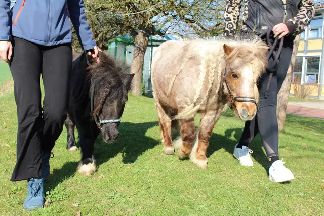 Begegnungen und Spaziergängen mit Ponys – hier Moritz (links) und Tinkabell – sind bei den Patientinnen und Patienten des BKH sehr beliebt.  | Foto: Georg Schalk