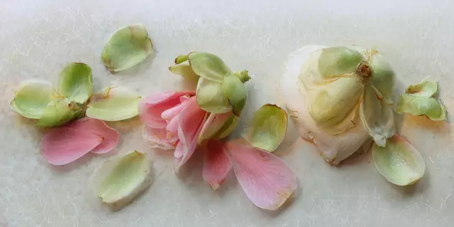 Knospen der 'Kamelie' (Camellia japonica)