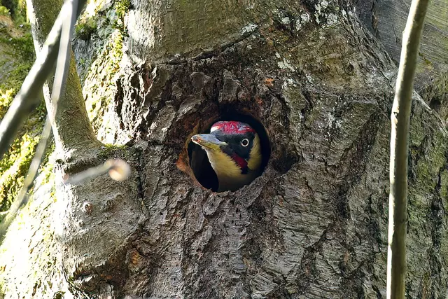 Foto: Copyright Andreas Schäfer