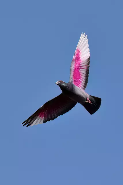 Haustaube | Foto: Copyright Andreas Schäfer