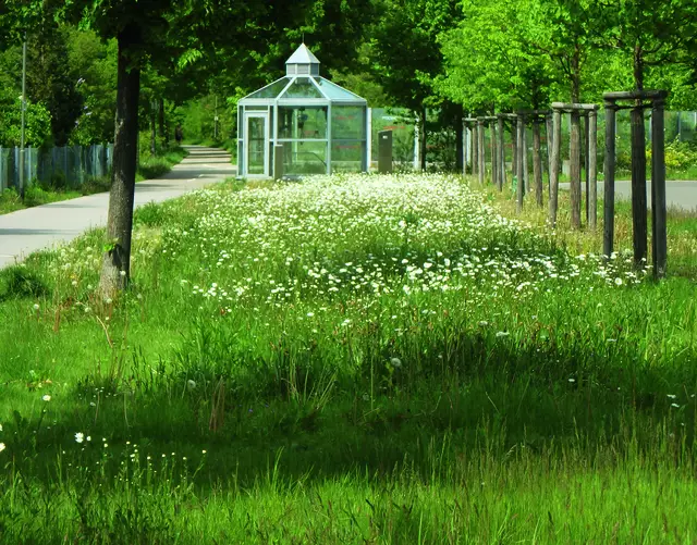 Margeritenblüte auf dem Mühlweg-Tunnel in Günzburg- | Foto: Stadt Günzburg