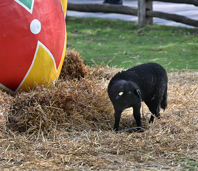 Ein Osterlamm?