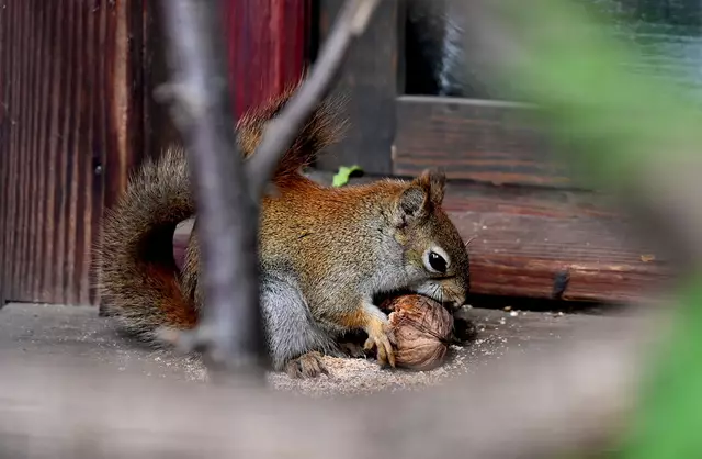 Irgendwie erinnert mich das Rothörnchen und sien Kampf mit der Nuss an den Film Ice Age
