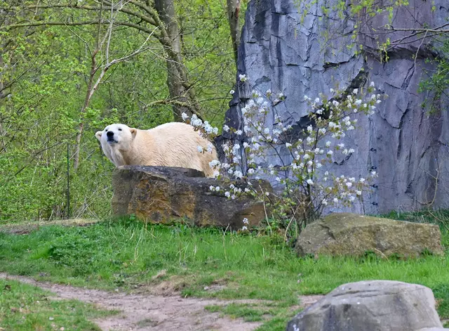 Auch in Yukon Bay wird es für die Eisbären Frühling