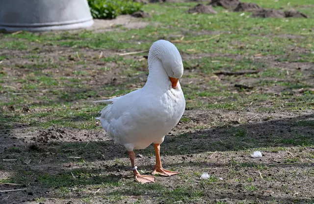 Eine Kampfgans putzt sich