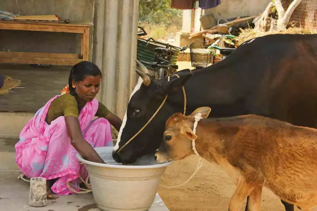 495 Milchviehprojekte wurden 2024 von der Kolpingstiftung-Rudolf-Geiselberger in Indien unterstützt. So können sich arme indische Familien in Elendsvierteln eine Kuh, Schafe oder Ziegen leisten und ihre Familie versorgen.