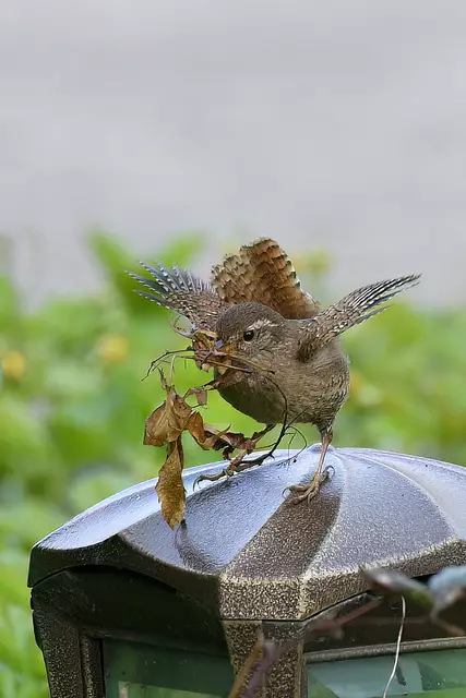 Foto: Copyright Andreas Schäfer