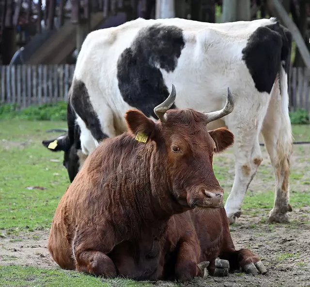 Nutztiere auf Myers Hof