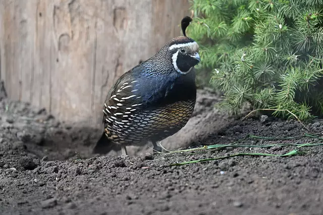 Kalifornische Schopfwachtel