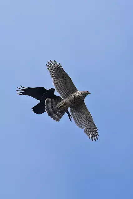 Foto: Copyright Andreas Schäfer