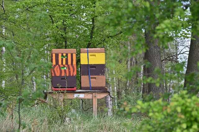 Ein Imker lässt hier seine fleißigen Bienen fliegen