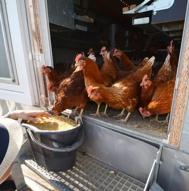 Gutes Futter, damit es Eier gibt.