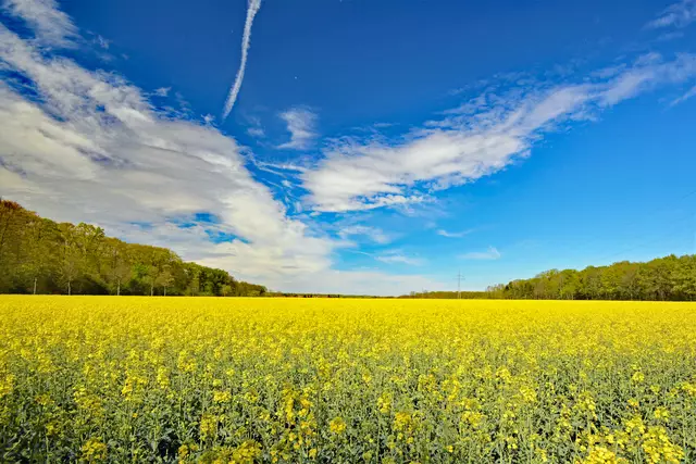 Der Raps steht in voller Blüte.