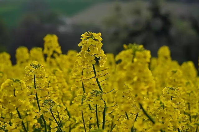 Der Raps leuchtet in der Sonne