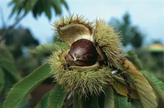 Die Edelkastanie liebt sonnige, warme Standorte und ist ein wahrer Klimakünstler.  | Foto: Robert Markley/BdB/akz-o