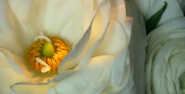 Der lateinische Name bedeutet "kleiner Frosch", da sie in der freien Natur mit Vorliebe an feuchten und sumpfigen Standorten wächst.