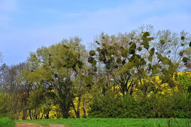 Landschaft am Süllberg