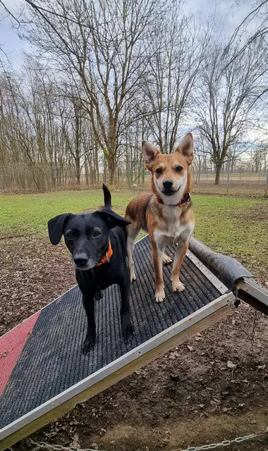 Blacky und Jeronemo | Foto: Sabine Pollok