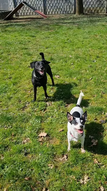 Blacky und Bonny | Foto: Sabine Pollok