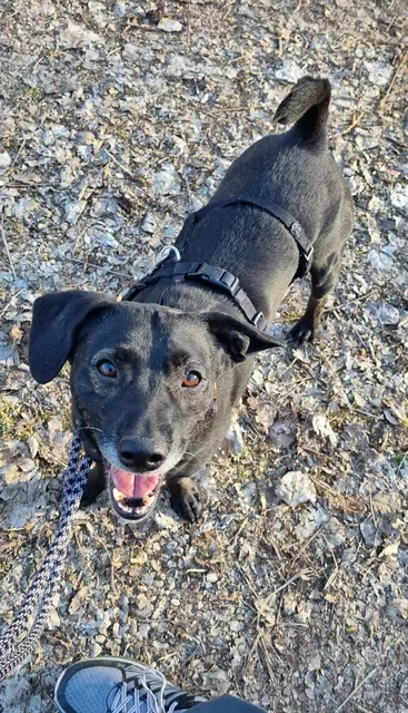 Blacky | Foto: Sabine Pollok