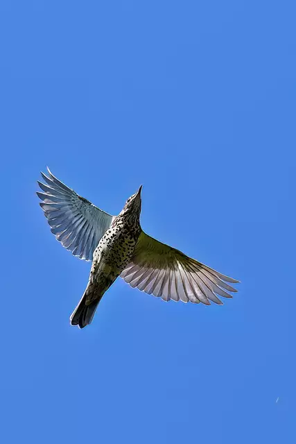 Foto: Copyright Andreas Schäfer