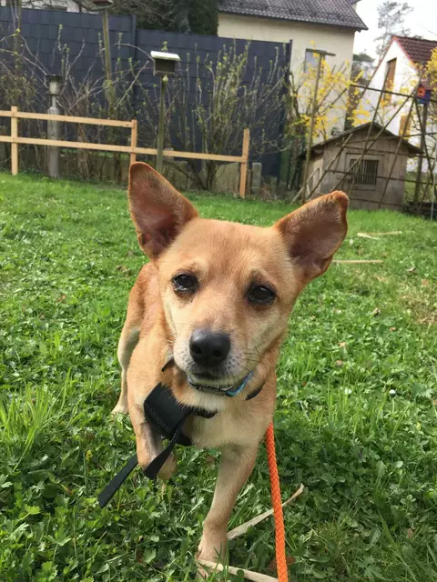 Bernadette (Pflegestelle) | Foto: Tierheim Höchstädt