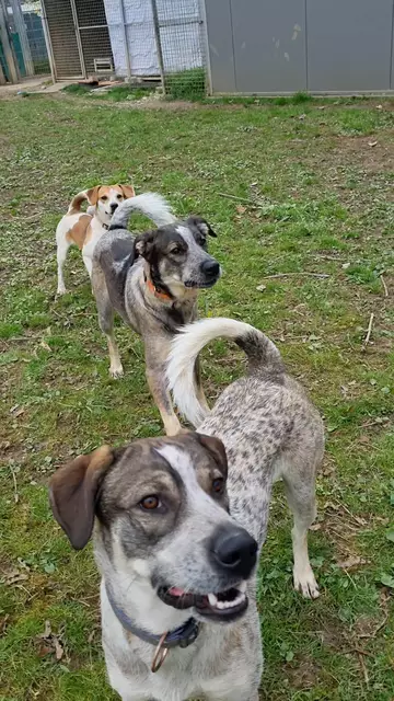 Eddi, Elvis und Luca | Foto: Sabine Pollok