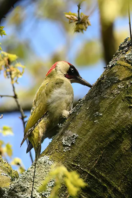 Foto: Copyright Andreas Schäfer