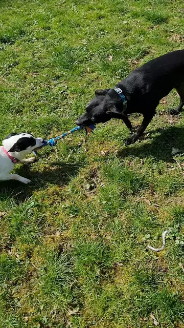 Blacky und Bonny | Foto: Sabine Pollok