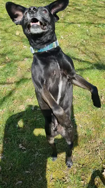 Blacky | Foto: Sabine Pollok