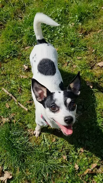 Bonny | Foto: Sabine Pollok