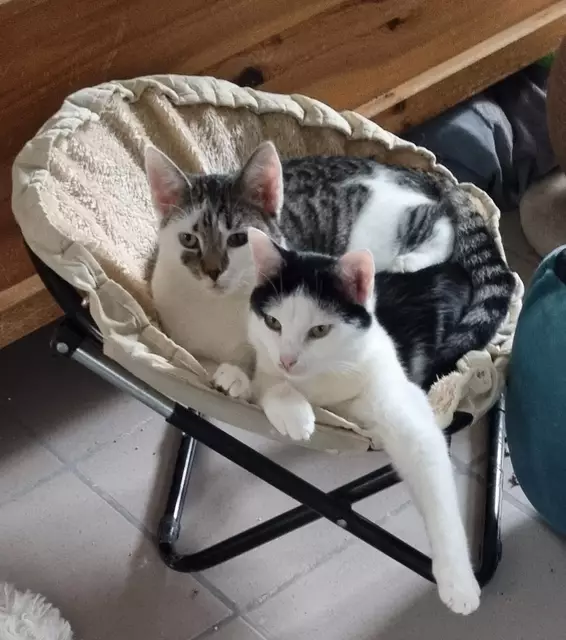 Silas und Schnösel | Foto: Sabine Pollok