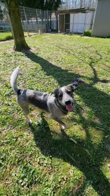 Elvis | Foto: Sabine Pollok