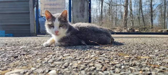 Shircan | Foto: Sabine Pollok