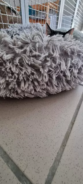 Sissi | Foto: Sabine Pollok