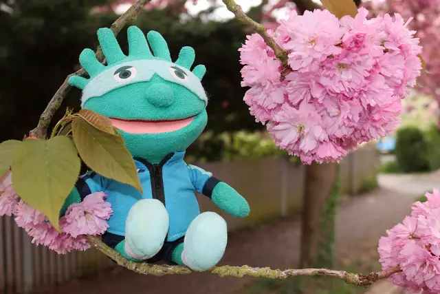 BuBa sitzt auf dem Zweig eines Kirschbaums.