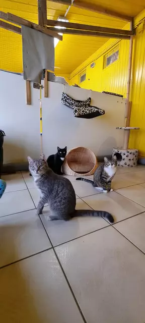 Kalea, Tami und Thalia | Foto: Sabine Pollok