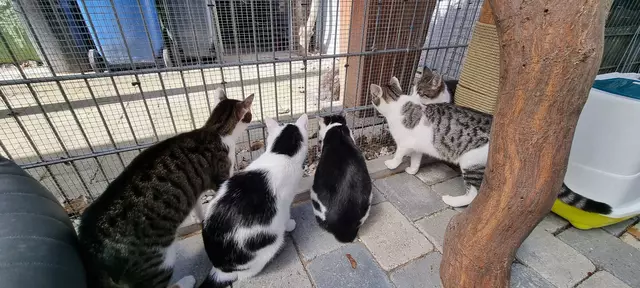 Miezhaus | Foto: Sabine Pollok