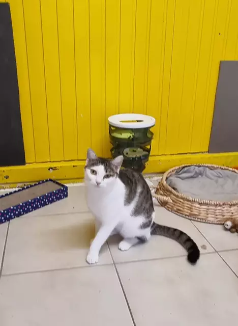 Giselle | Foto: Sabine Pollok