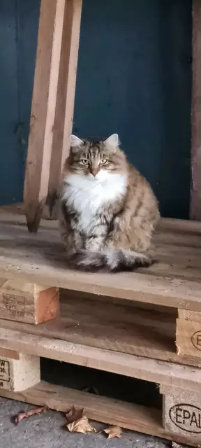 Mila - Winterfell | Foto: Sabine Pollok